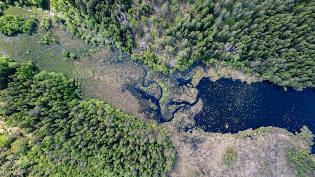 swedish forest lake
